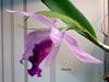 Lc.C.G.Roebling(L.purpurata x gaskelliana) 